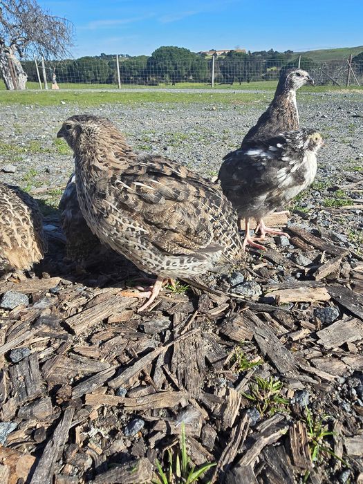 Codornizes Gigantes várias cores  com 1 mês