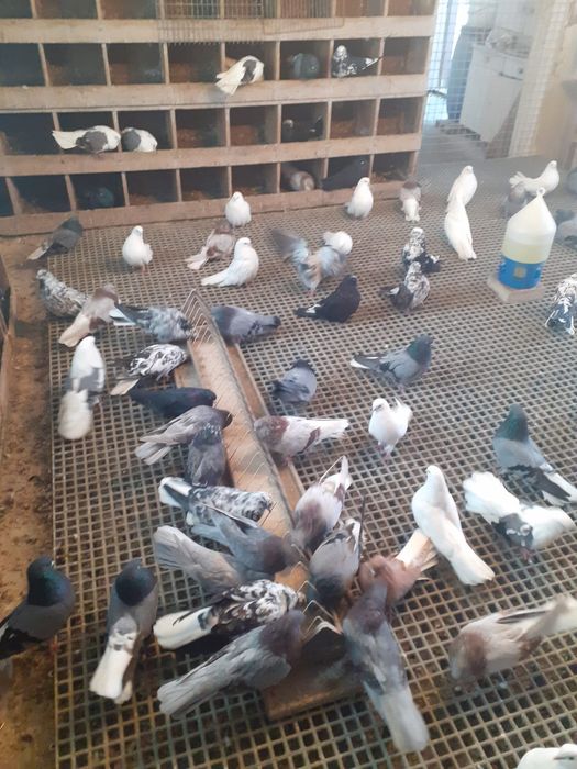 Gołębie orliki lubelskie