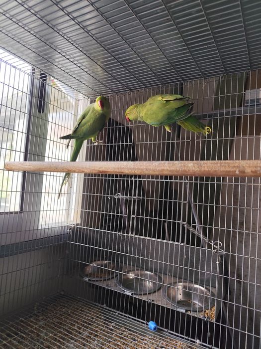 Casal de Ring Necks verdes '24