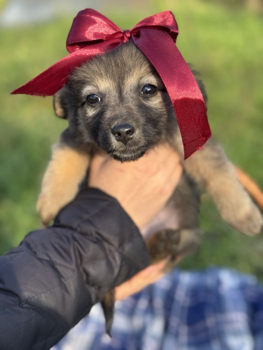 Щенята маленькі цуценята