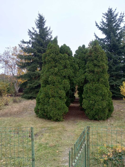Sprzedam działkę ROD