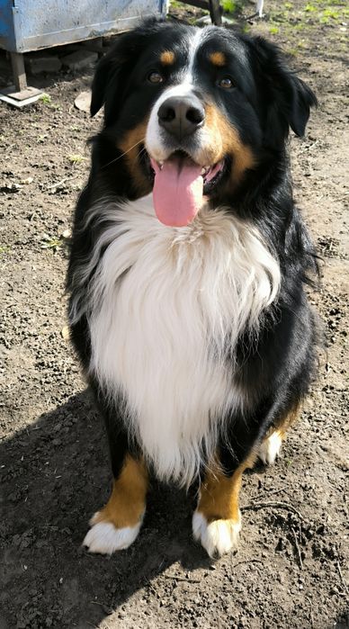 В'язка Бернський Зененхунд