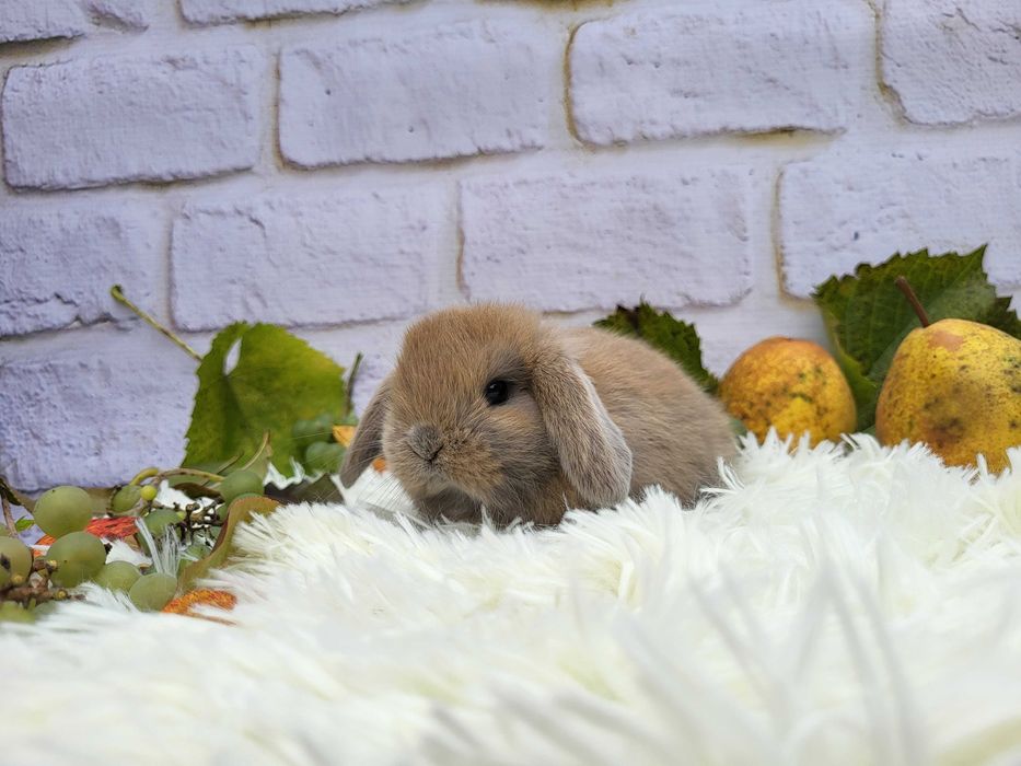 Króliczki Mini Lop. Piękne maluszki.