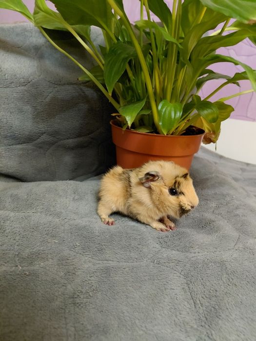 Продаю Морские свинки