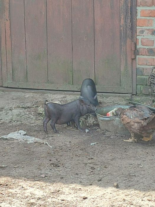 Продам вєтнамські поросята