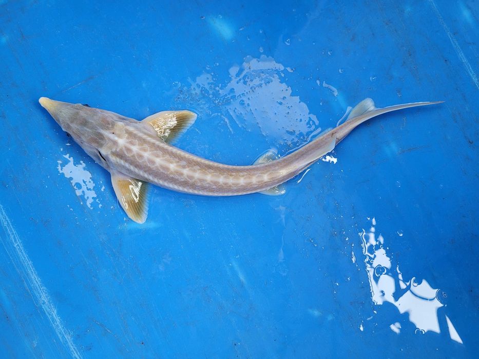 JESIOTR ALBINOS 40 cm Ryby do zarybiania stawów i oczek