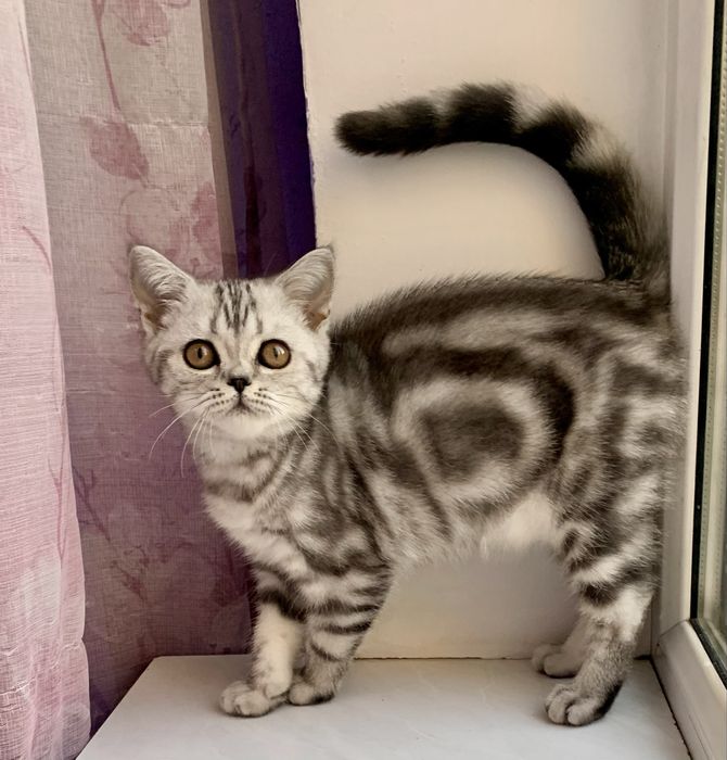 Мраморная кошечка
