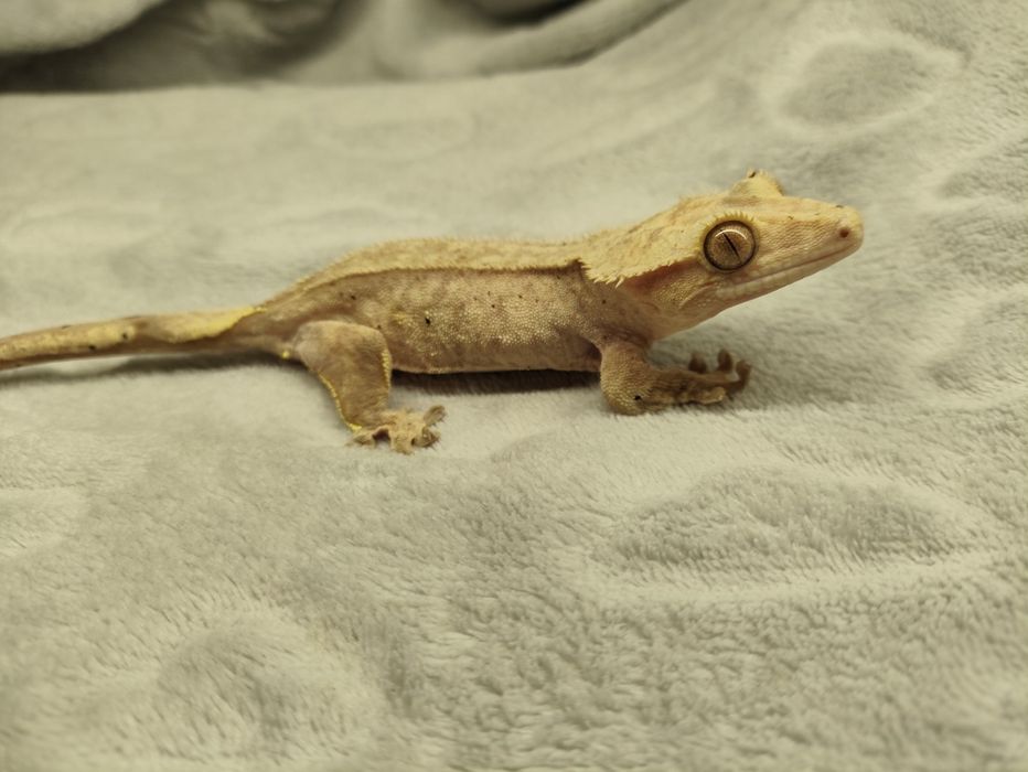 Para gekonów orzesionych Red brindle dalmatian i Orange super dalmatia