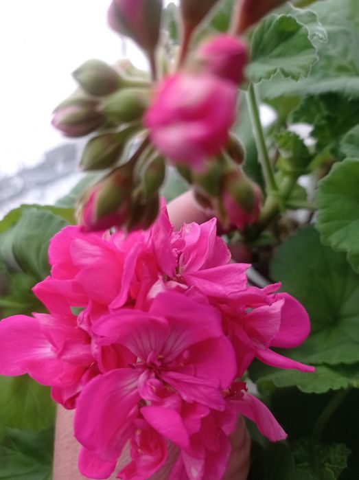 Пеларгония, герань, свежесрез