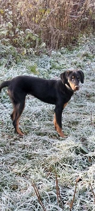 Двохрічна карпатська гонча