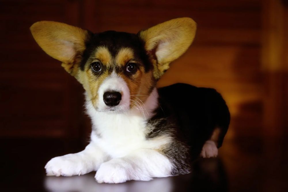 Вельш коргі кардиган