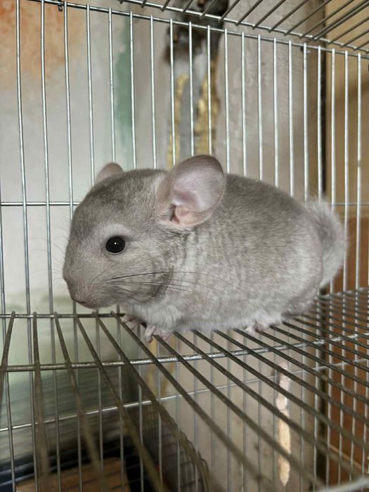 Szynszyl samica , szynszyl , szary , samica