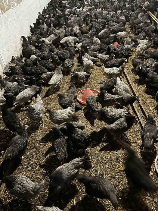 В продажі кури несушки чеський домінант вік пять місяців  хороше яйце.