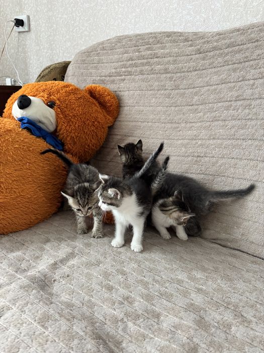 Котята тигрята мама шотландская