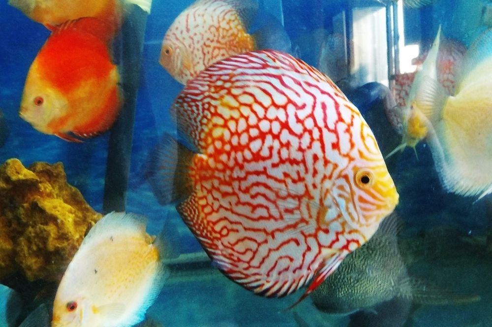 Продажа дискусов