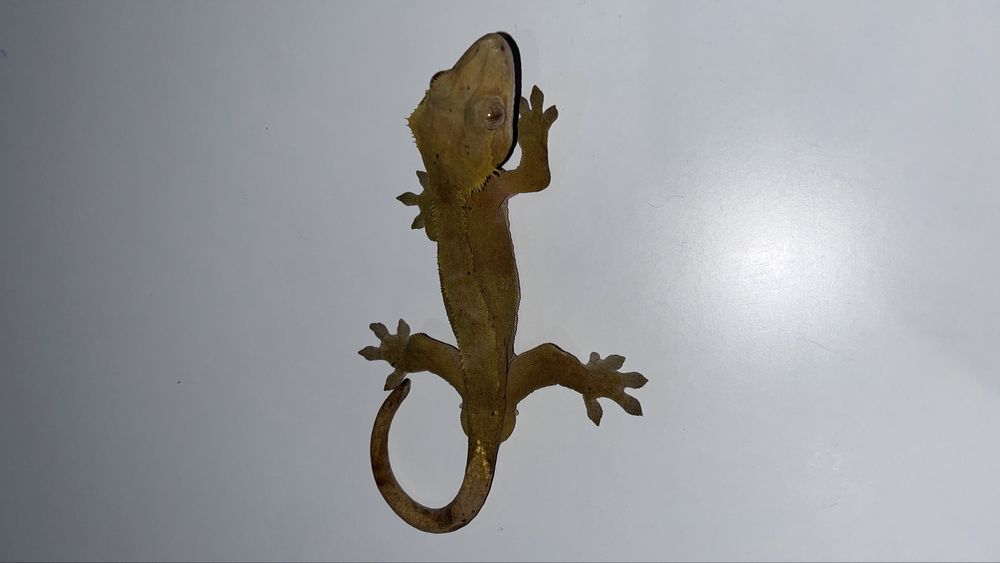 Gekon orzęsiony samiec RED