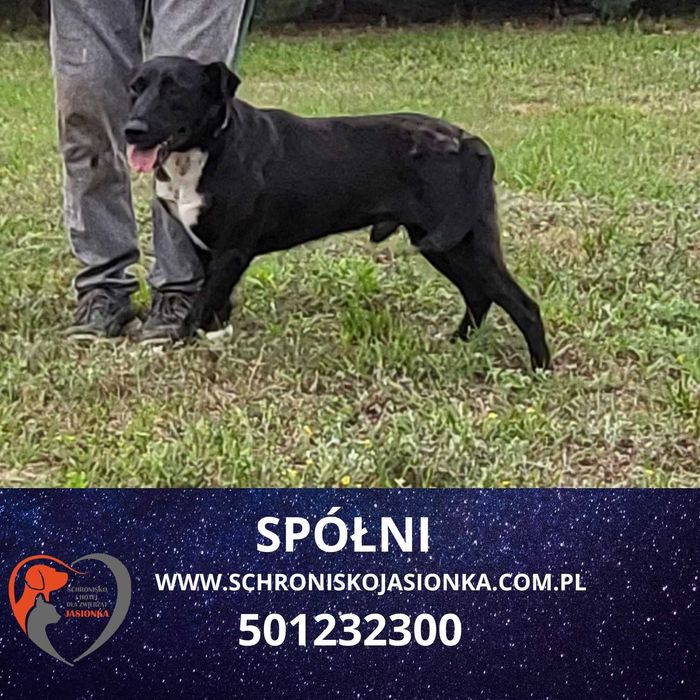 Spółni do adopcji – Schronisko Jasionka