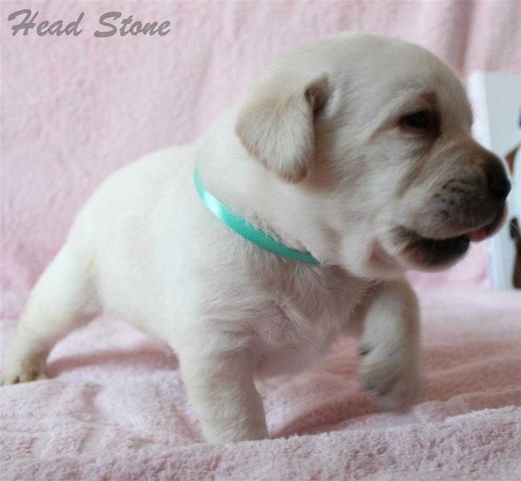 Щенки Лабрадора ретривера