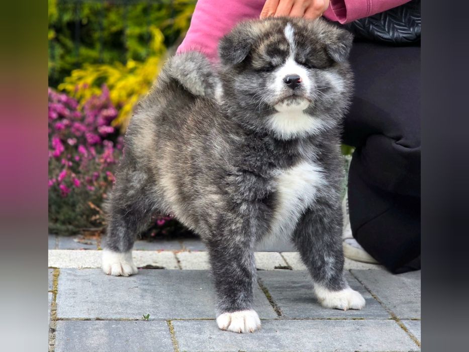 Akita Inu (japońska) pręgowany piesek, ZKwP / FCI & AKIHO