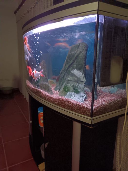 Aquário completo