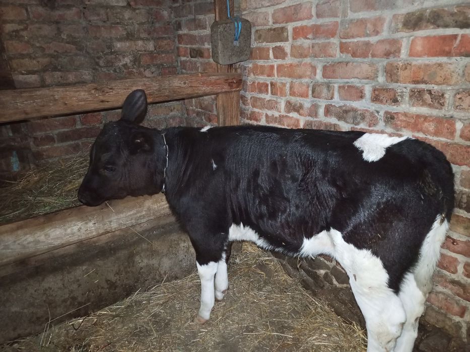 Продам теля тьолочку