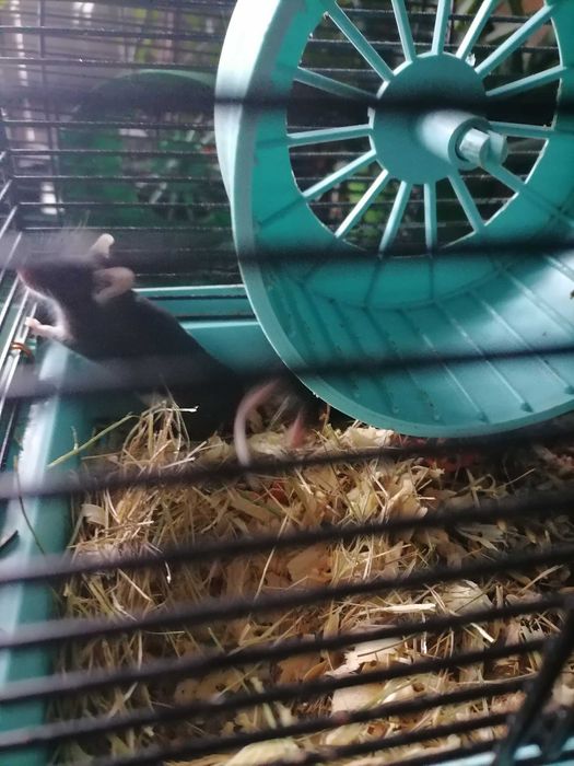 Мышки декоративные мыши разноцветные