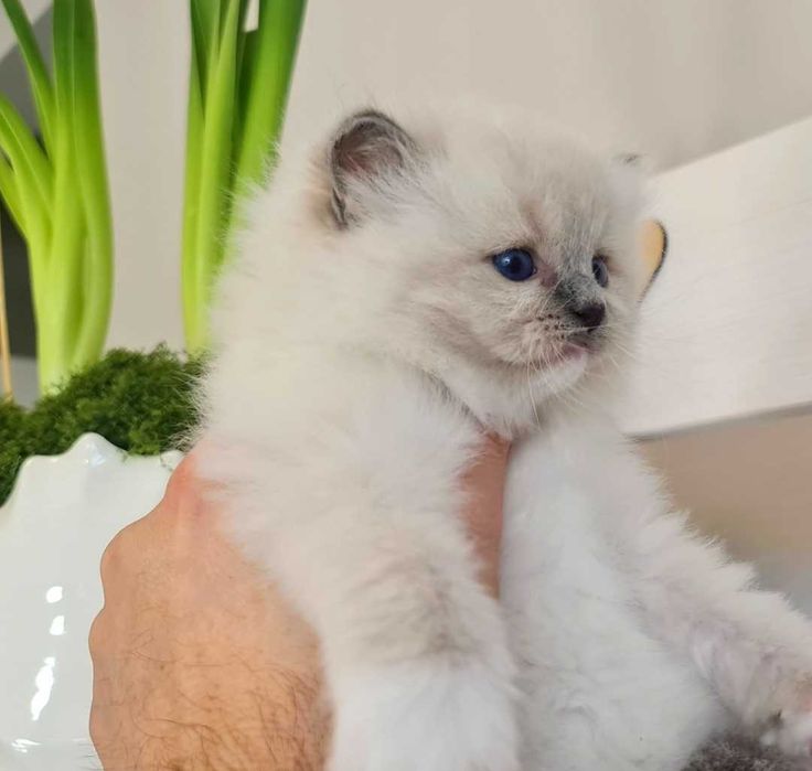 Kotka Ragdoll blue mitted z rodowodem