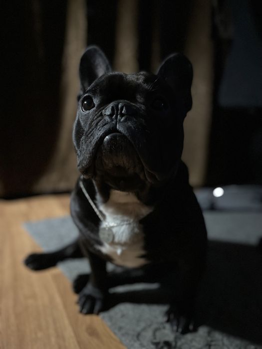 Для штучного запліднення! Голубогенний Француз Бульдог тільки м. Ніжин