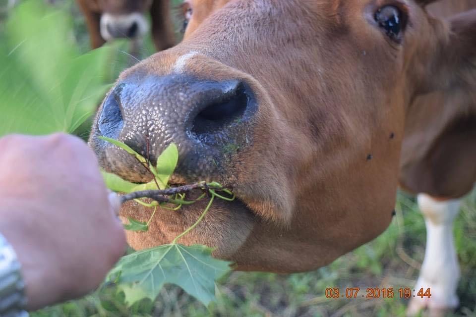 Agroturystyka w Górach Izerskich! 230 zł za domek! Noclegi Karkonosze