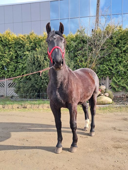 Sprzedam klaczka Śląska