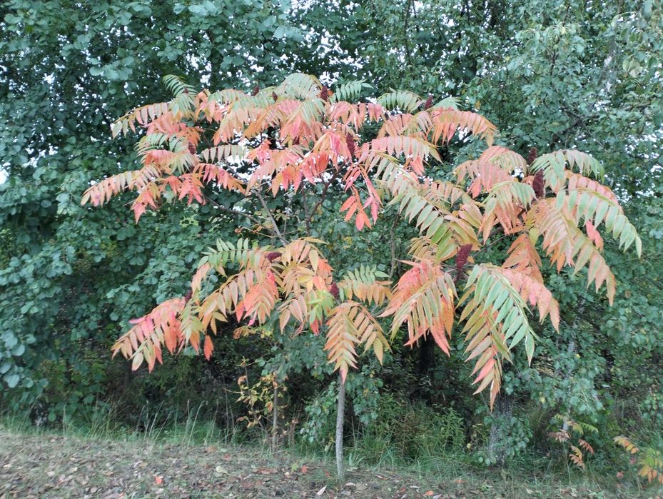 Сумах (оцтове дерево)