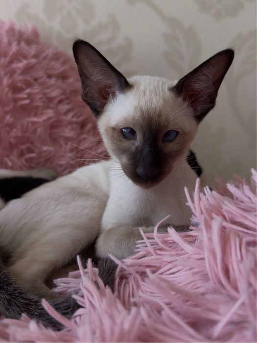 Ориентал чоко поинт ГОТОВ к ПЕРЕЕЗДУ