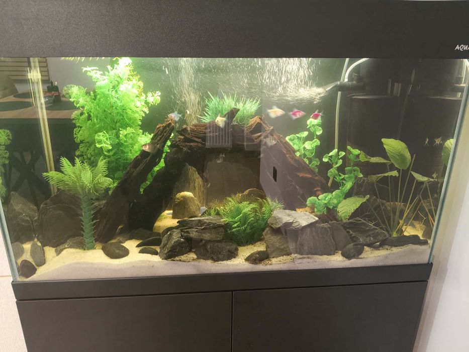 Akwarium Aquael OptiSet 125z  Wyposażenie i rybkami