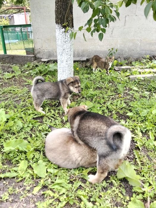 Продам щенков ЗС лайки. Девочки.