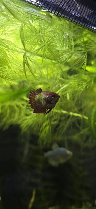 Na sprzedaż młode Bojowniki