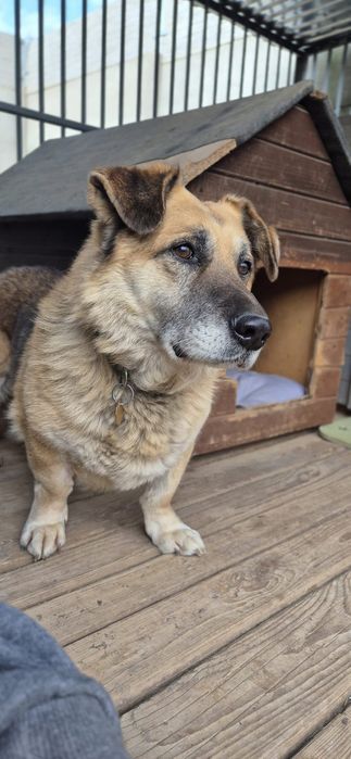 Nero czeka na adopcję