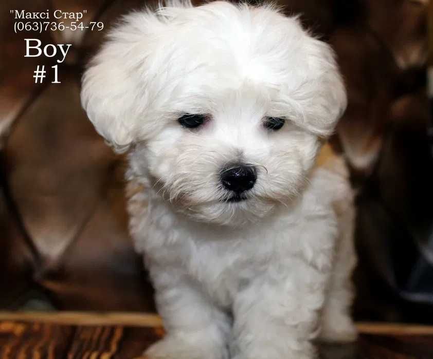 Елітне цуценя мальтійської болонки шоу-класу