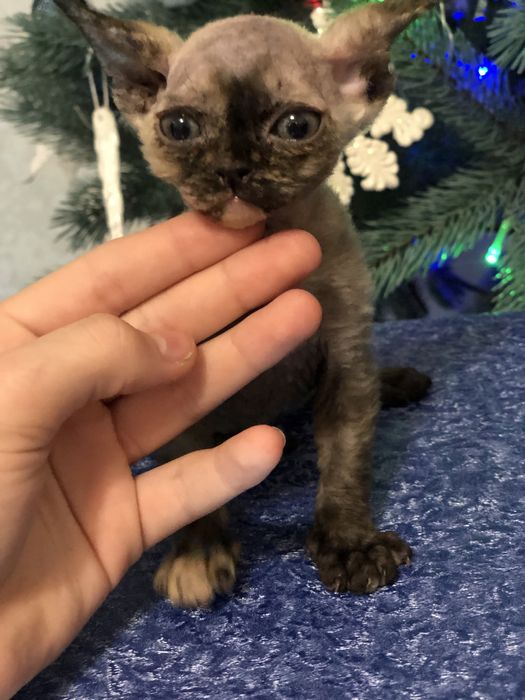 Кошенята Девон рекси