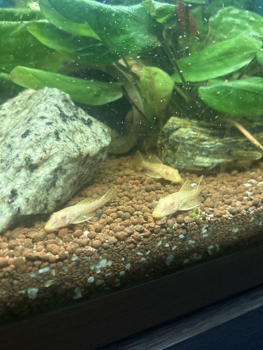 Glonojady złote L144