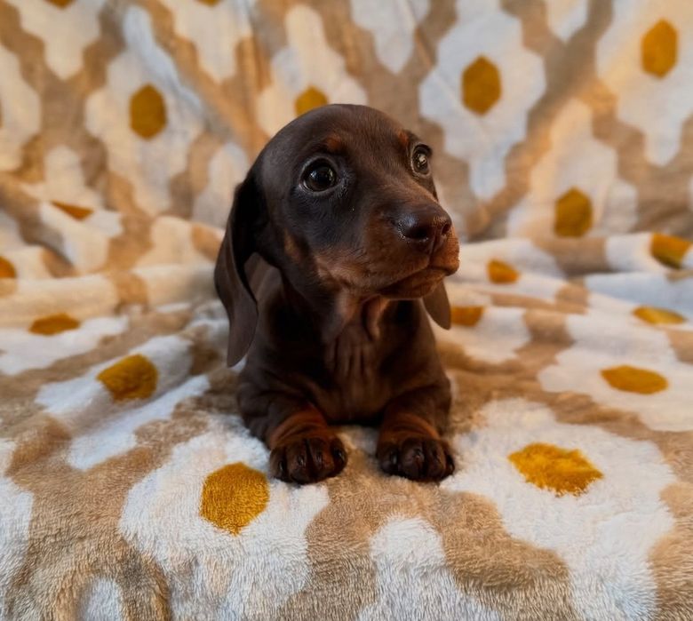 Шоколадна дівчинка