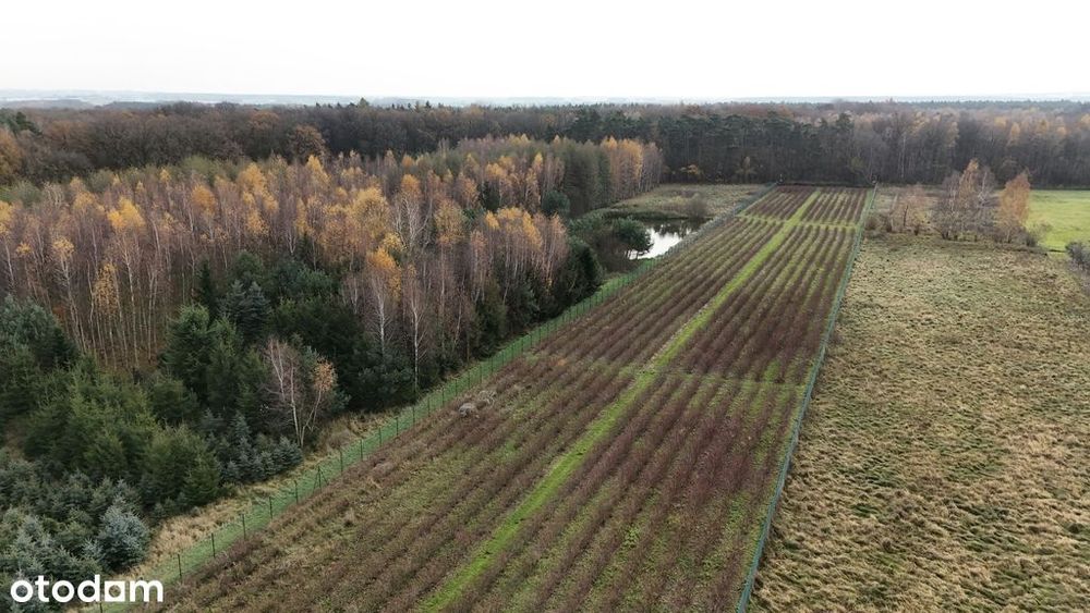 Działka inwestycyjna - uprawa borówek k.Kalisza