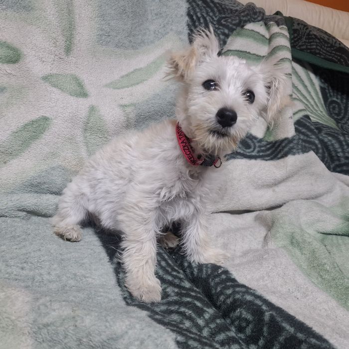 Westipoo śliczna suczka