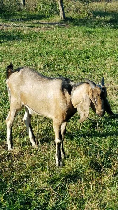 Цапок 100 % нубієць