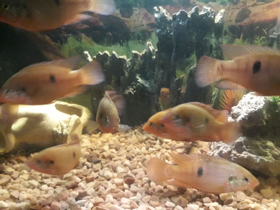 Продам Хроміс Красавец