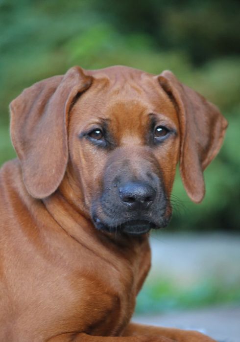 Rhodesian Ridgeback sunia Olsztyn • OLX.pl