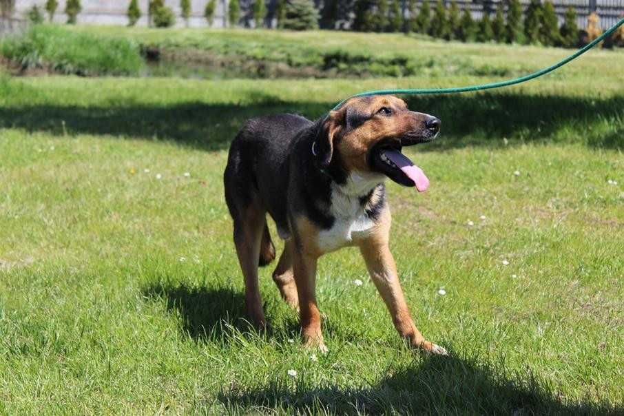 088256 Glen do adopcji