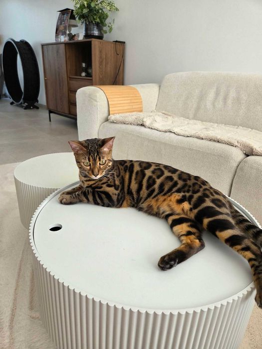 kocurek bengalski brązowy