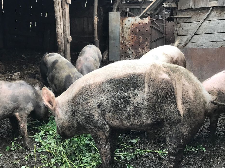 Продам терміново свинину живою вагою