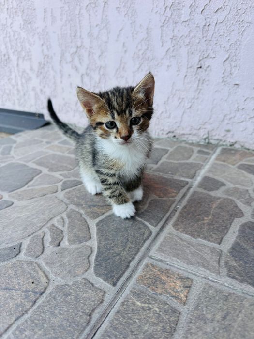 Котики в добрі руки