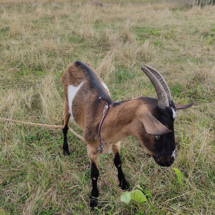 Продам альпійку,
